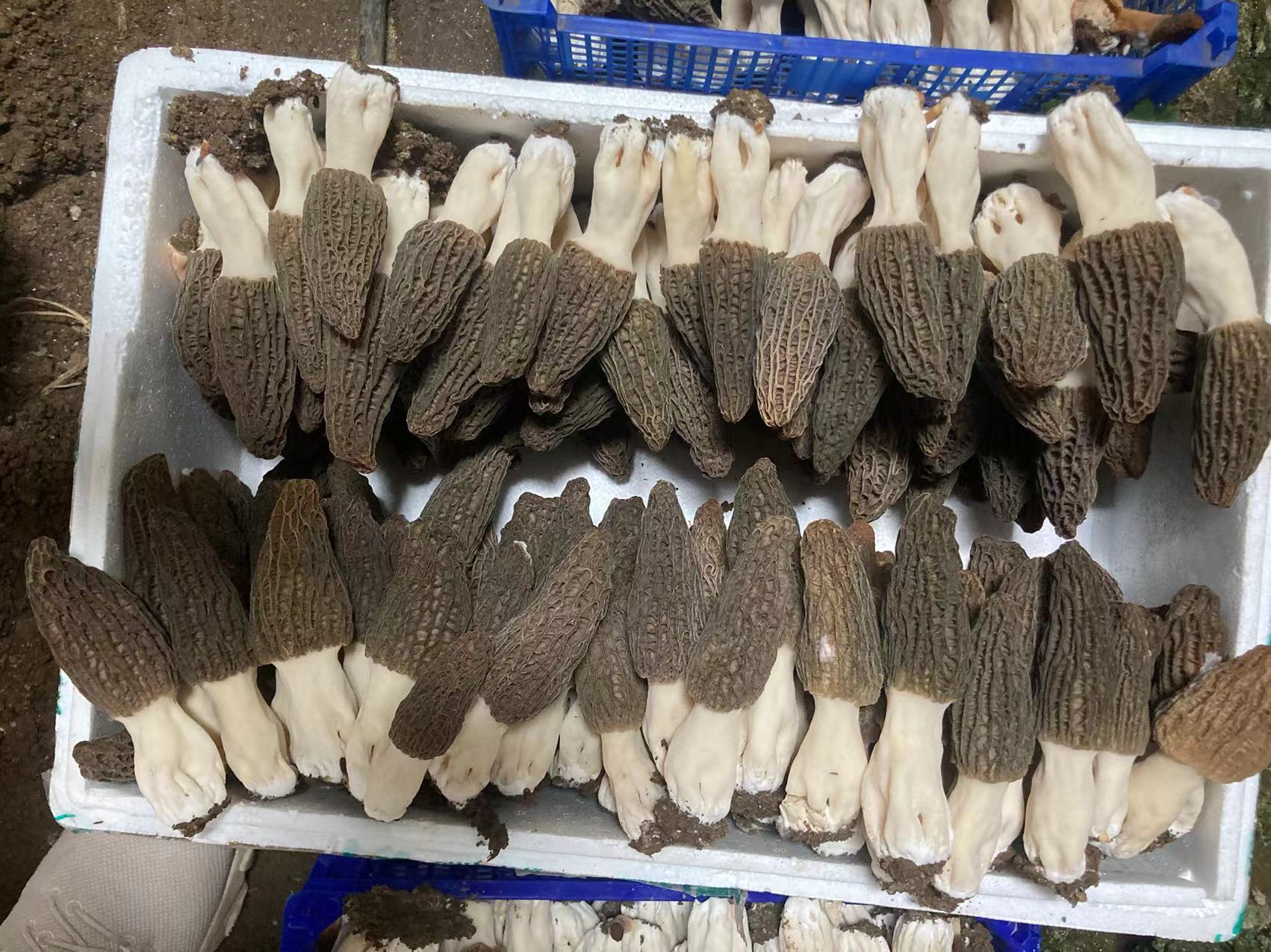 羊肚菌菌种  羊肚菌母种试管