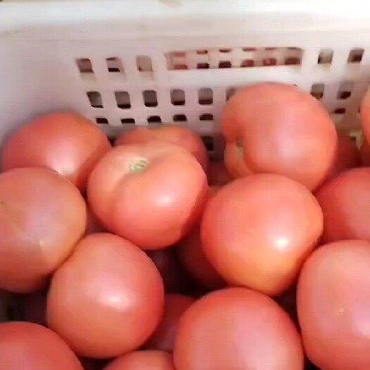 阜新县硬粉西红柿