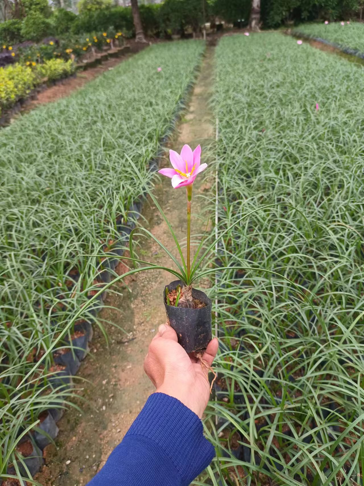 兰花，风雨兰。蜘蛛兰，葱兰