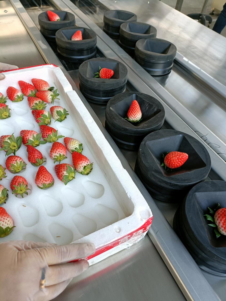 自动选果机 水果重量分级机 定制水果清洗分选包装流水线