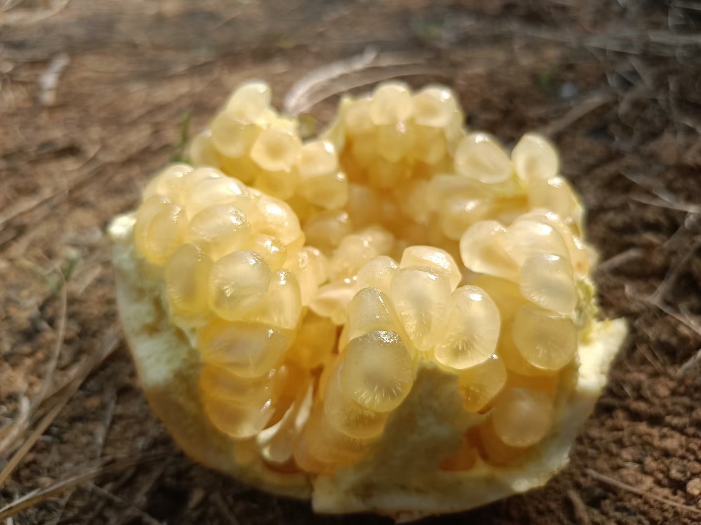 白玉籽石榴