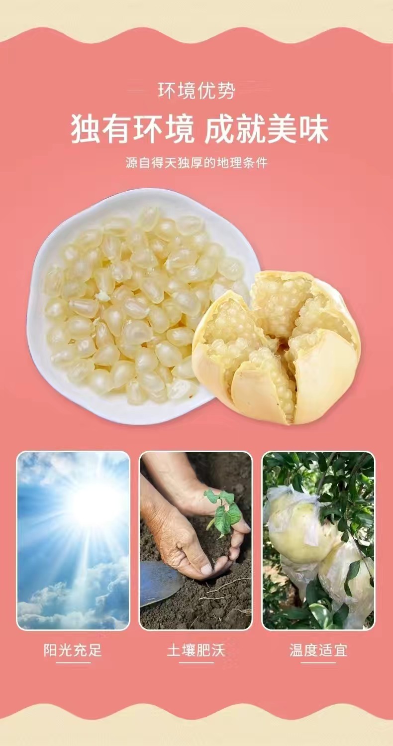 白玉籽石榴