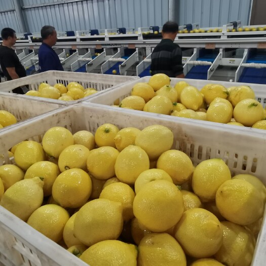 安岳县安岳柠檬尤力克 基地直供 奶茶店 超市 电商