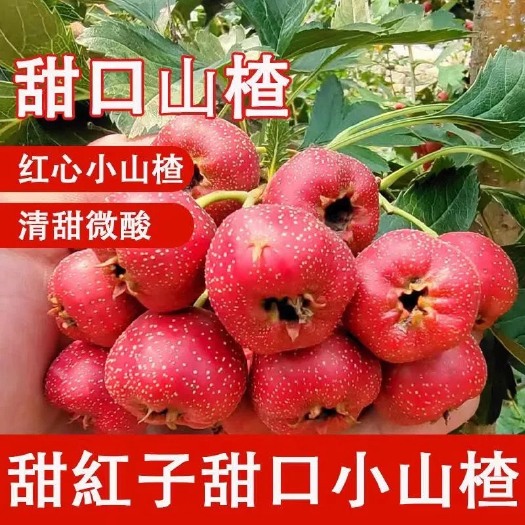新泰市甜红子山楂产地（9-10月现采）