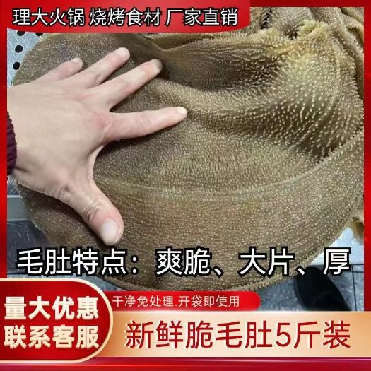 重庆市新鲜整个毛肚5斤包邮商用带底板大叶片爽脆牛百叶千层肚火锅食材