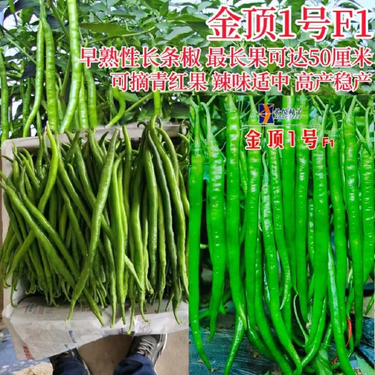 沭阳县超长香辣线椒种子金顶一号薄皮特长春秋高早熟种籽阳台四季辣椒