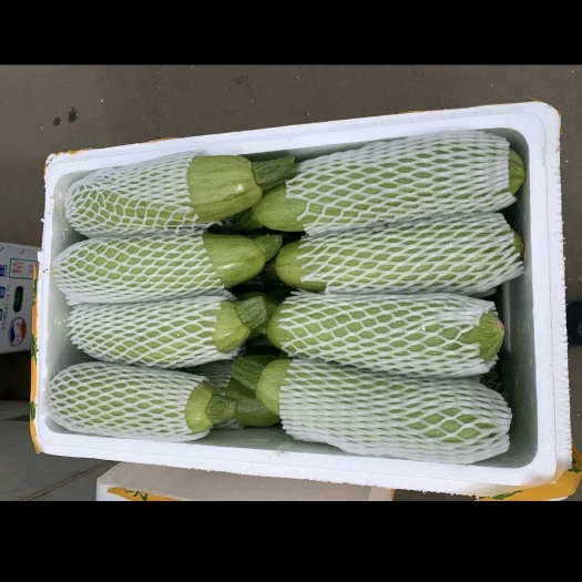 寿光市绿皮西葫芦