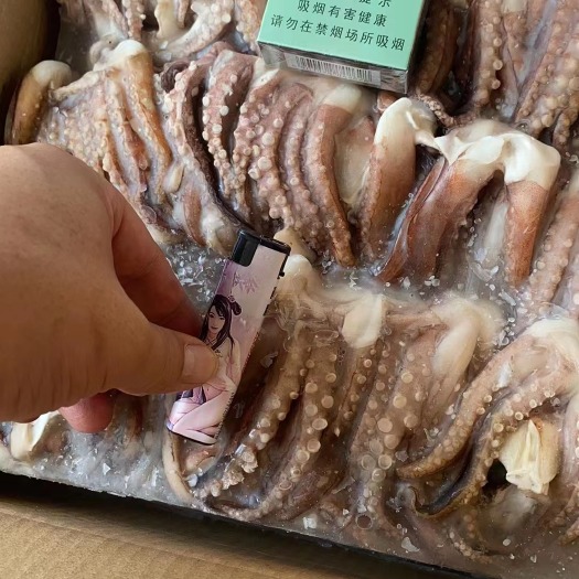 北海鱿鱼须