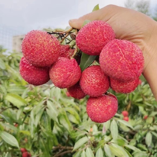 灵山县无核荔枝苗嫁接树苗花盆栽庭院种植的带土球发货苗圃基地直销包邮