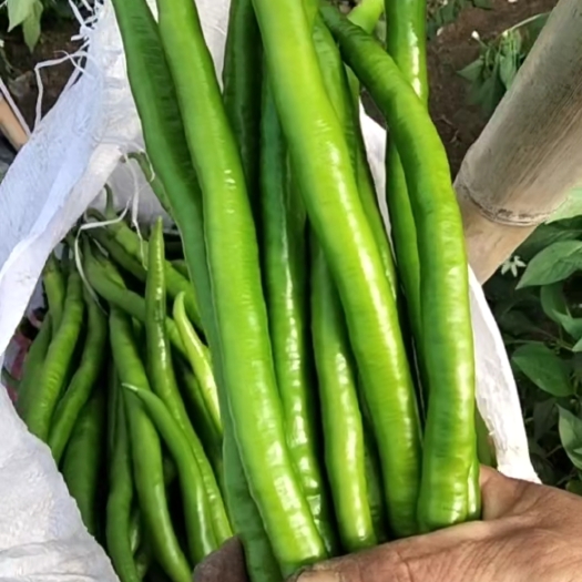 阜南县精品青线椒