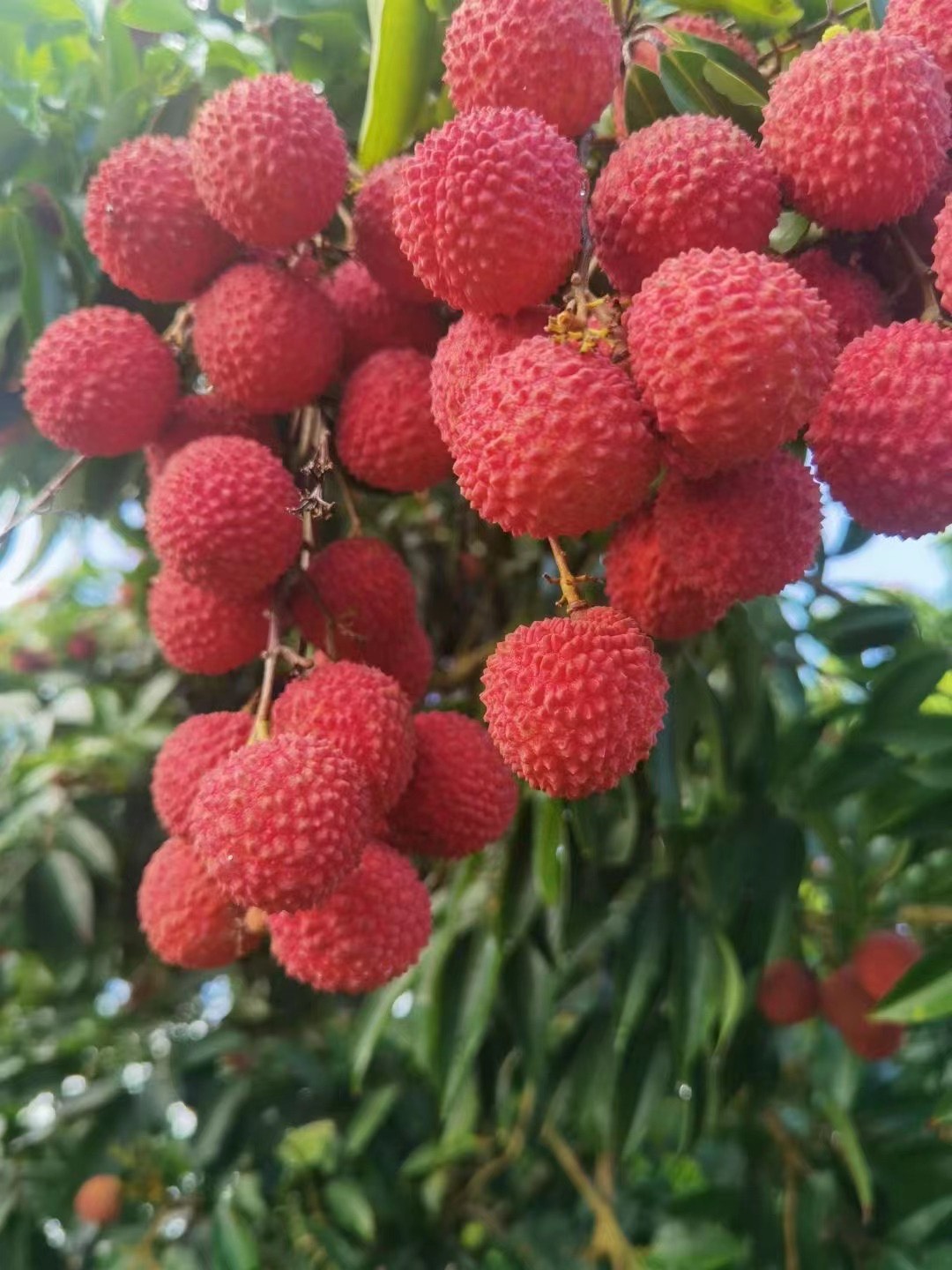 桂味荔枝树苗广西苗圃的发货带土带叶发货嫁接苗花盆庭院阳台包邮