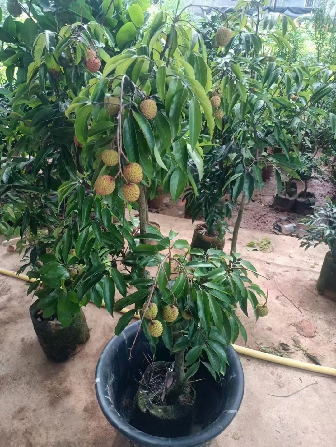 桂味荔枝树苗广西苗圃的发货带土带叶发货嫁接苗花盆庭院阳台包邮