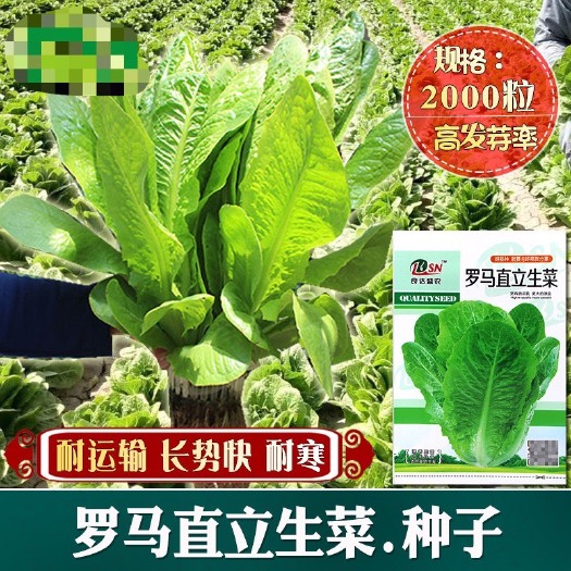河间市罗马直立生菜种子 农田菜地农户种植长势快孔雀菜生菜籽