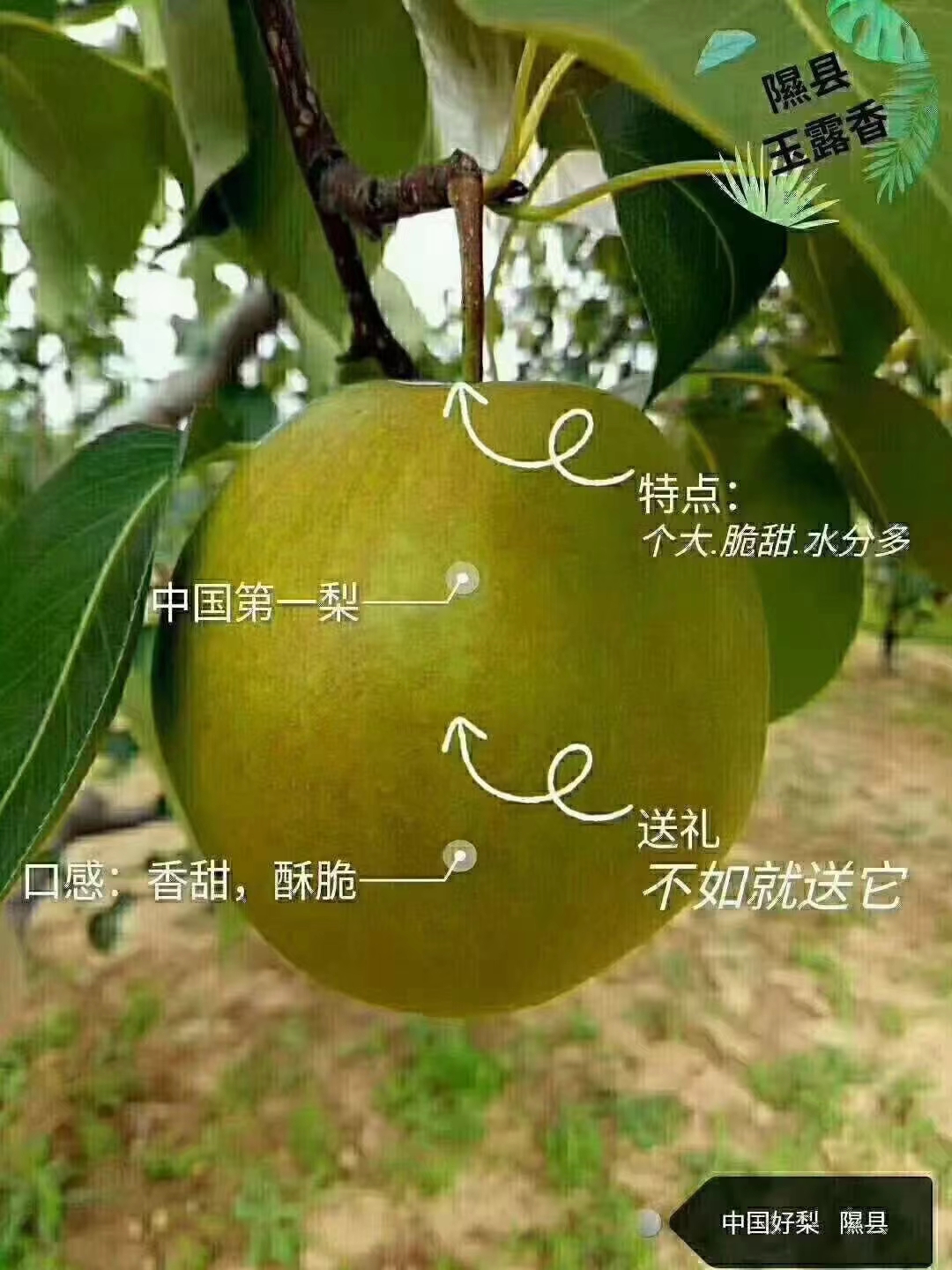 隰县玉露香梨