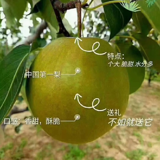 隰县隰县玉露香梨