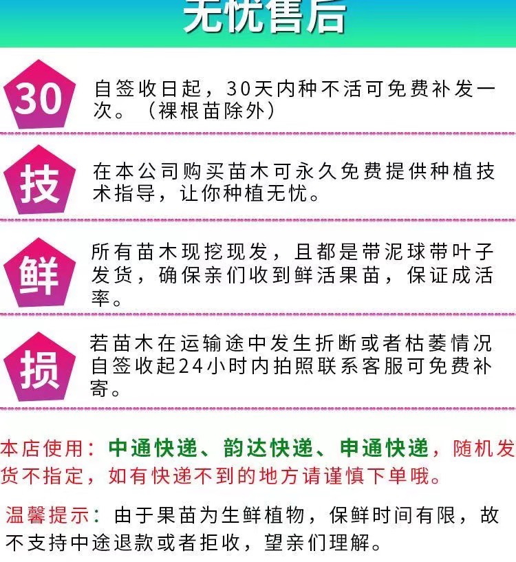 桂味荔枝树苗广西苗圃的发货带土带叶发货嫁接苗花盆庭院阳台包邮