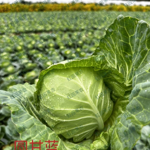 东台市自有基地种植包菜橄榄