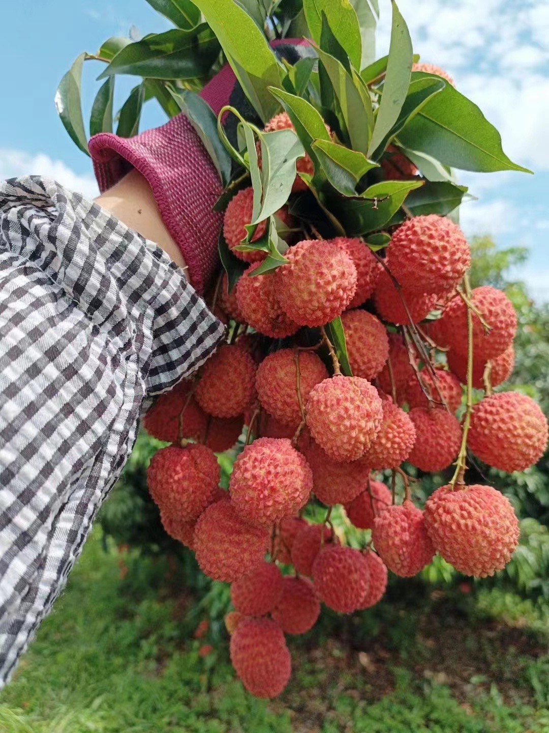 桂味荔枝树苗广西苗圃的发货带土带叶发货嫁接苗花盆庭院阳台包邮