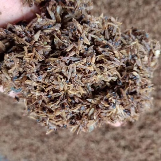泸县白酒糟一百多一吨工厂直发一手货源牛羊肉育肥草料