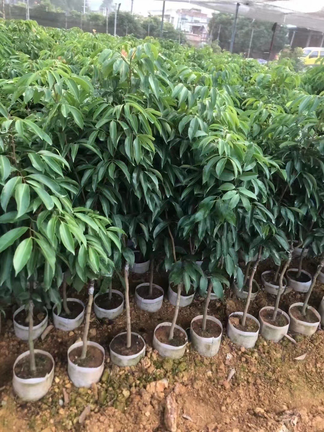 桂味荔枝树苗广西苗圃的发货带土带叶发货嫁接苗花盆庭院阳台包邮