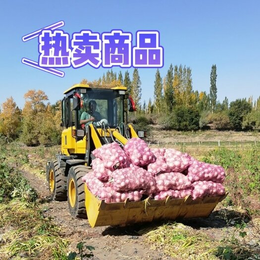 乌鲁木齐白皮芽子，个大，无坏果烂果，量大从优