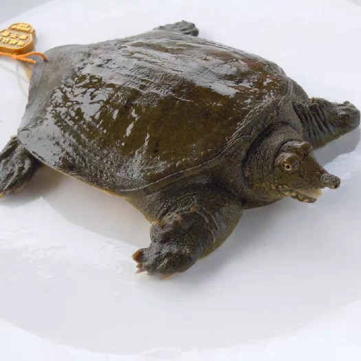 杭州珍珠鳖