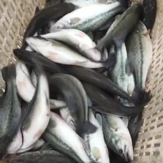 新余鲈鱼