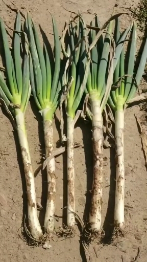 忻州好大葱