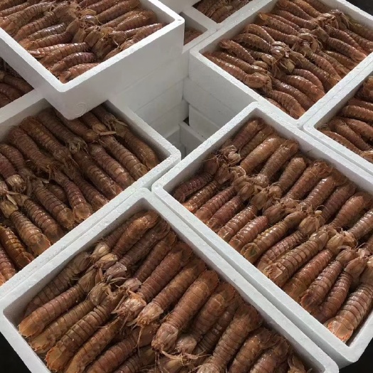 连云港熟冻皮皮批发