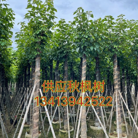 普宁市秋枫树工程道路绿化树