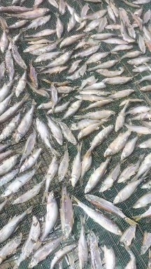 泰来县鱼干