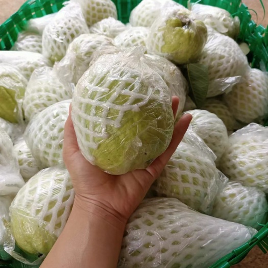 龙州县大量批发番石榴