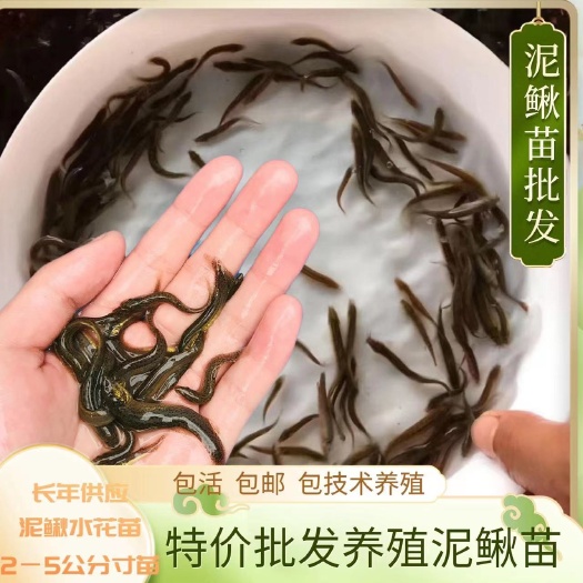 连云港杂交泥鳅苗新培育品种，签回收合同，产量高，适应力强