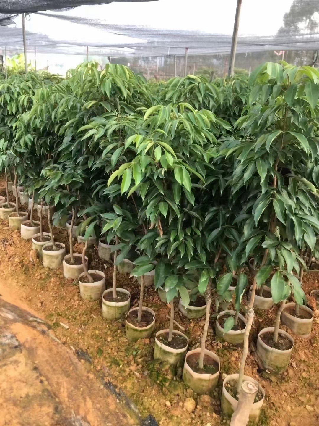 桂味荔枝树苗广西苗圃的发货带土带叶发货嫁接苗花盆庭院阳台包邮