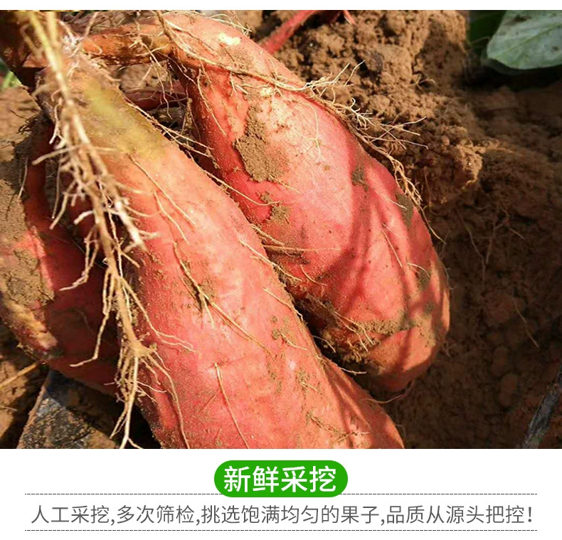 陕西板栗红薯新鲜香甜糯现挖现发地瓜包邮