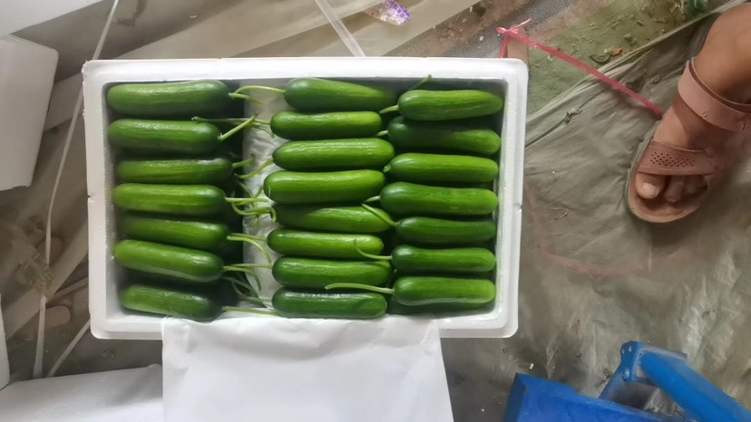 精品水果黄瓜，现采现发对接各电商平台