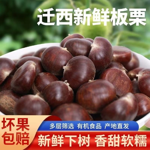【新货上市】迁西老树板栗规格齐全现货充足稳定皮薄软糯香甜包邮