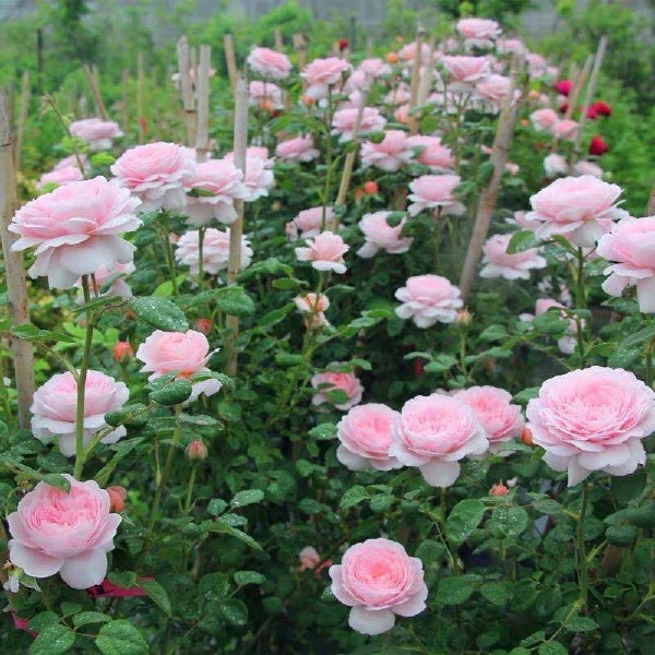 欧月  欧洲月季花苗 瑞典女王 四季开花 灌木浓香切花月季