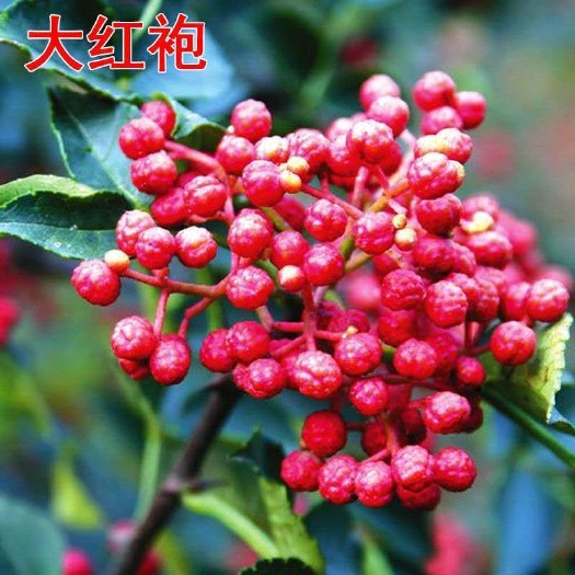 平邑县花椒树苗大红袍花椒树苗当年结果盆栽地栽苗南北方种植苗基地直销