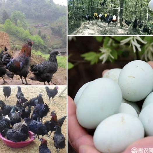 蒙自市山地散养乌鸡蛋
