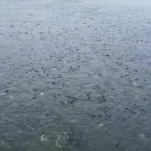 盐城大量出售鮰鱼