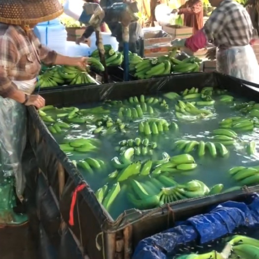 徐闻县芭西蕉，品质美丽，价格便宜，产地直发，欢迎全国各地老板前来选