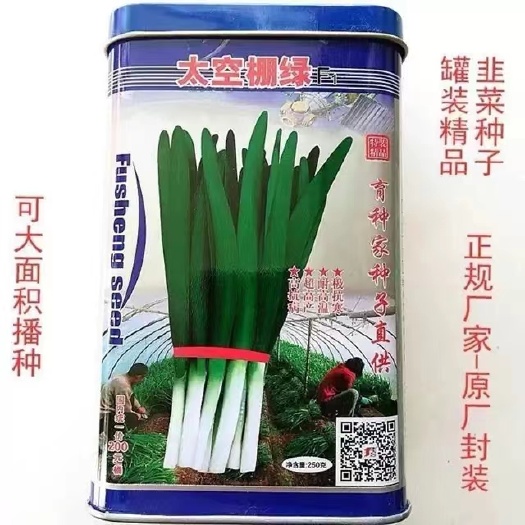 沭阳县韭菜种子  太空棚绿抗逆性特强耐热耐寒性强丰产冬季不休眠韭菜