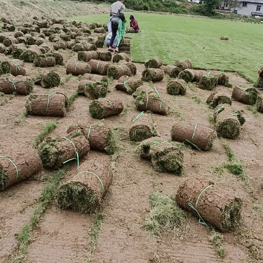 德阳处理二号草卷.二号草坪