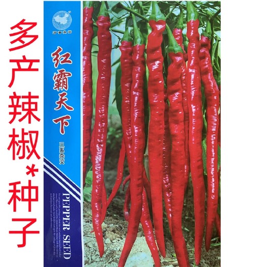 祁东县线椒种子长辣椒种子红霸天下辣椒高产二金条辣椒种籽