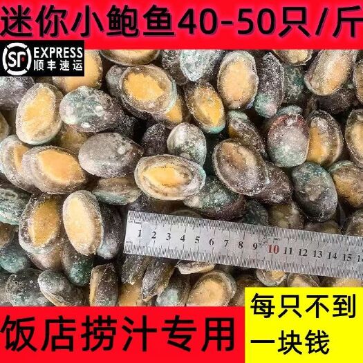 鲜冻鲍鱼新鲜速冻鲍鱼冷冻小鲍鱼海鲜水产鲜活贝类鲍鱼批发