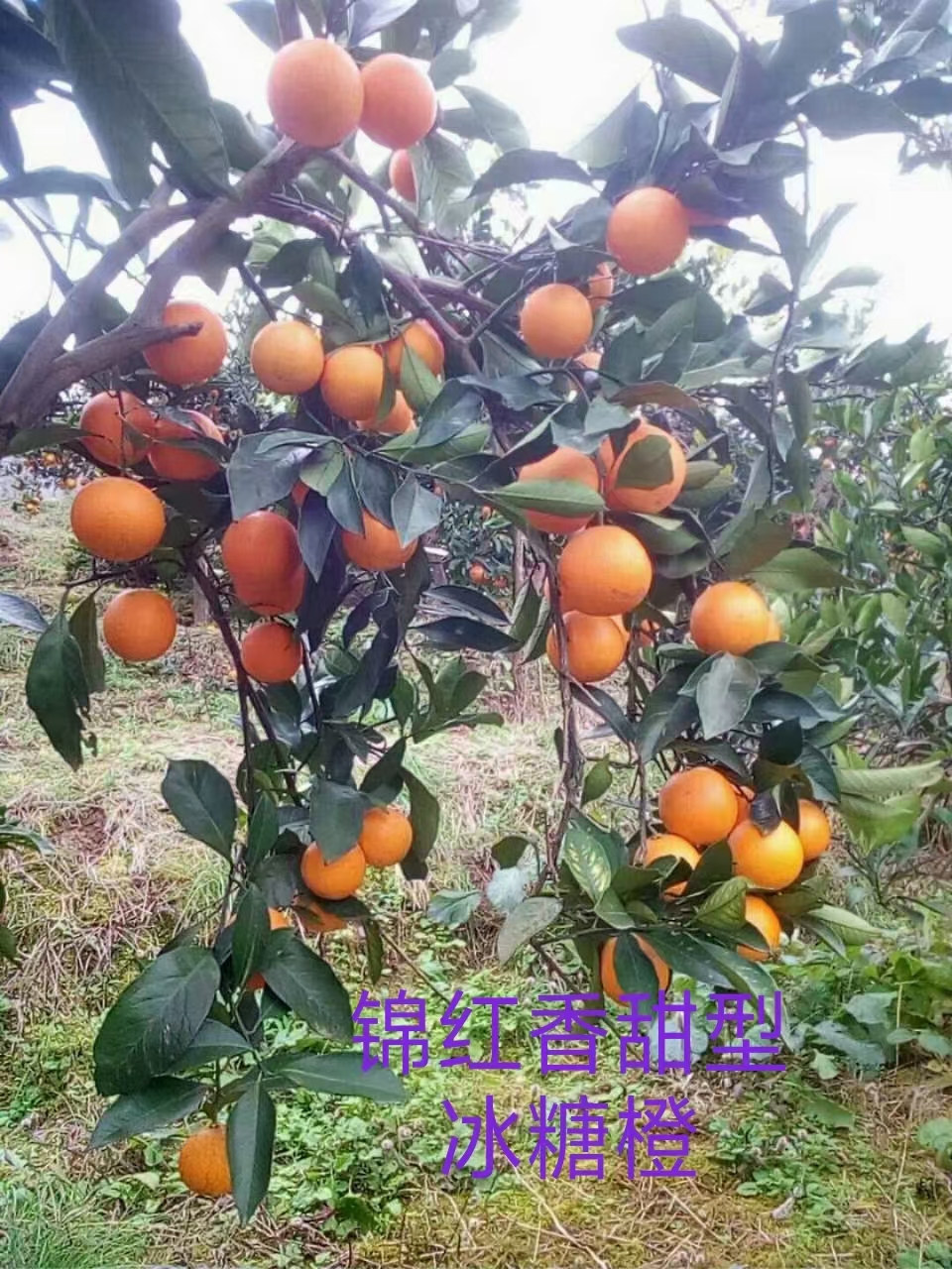 麻阳冰糖橙（种植户）