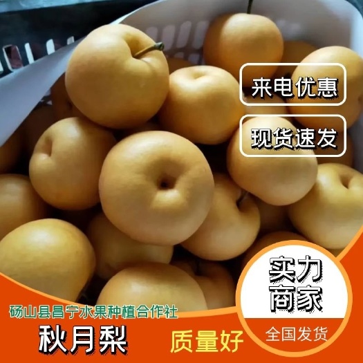 砀山县砀山圆黄梨大量上市，产地直供 ，诚信经营 专业代办 全国代发