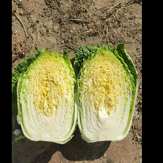 富裕县大白菜