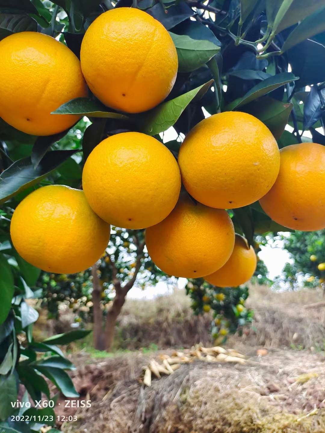 麻阳冰糖橙（种植户）